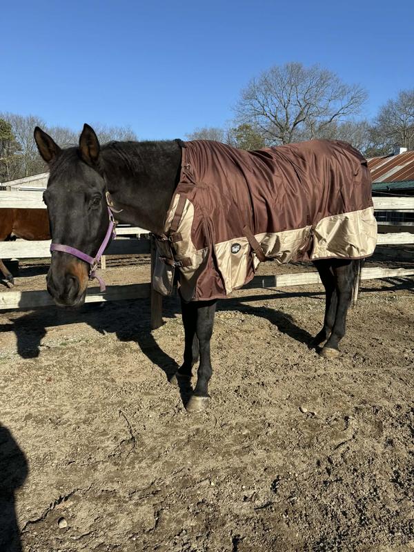 Tuscany showing off her new coat.
