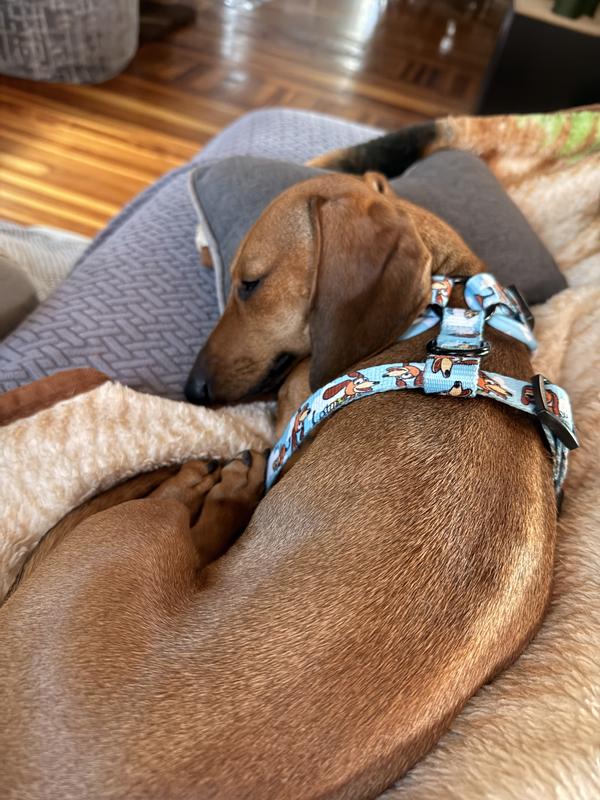 Hansel’s napping buddy!!