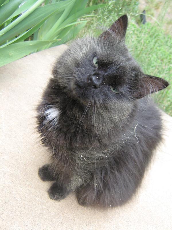 Aspen rolled in the Pine tree pollen