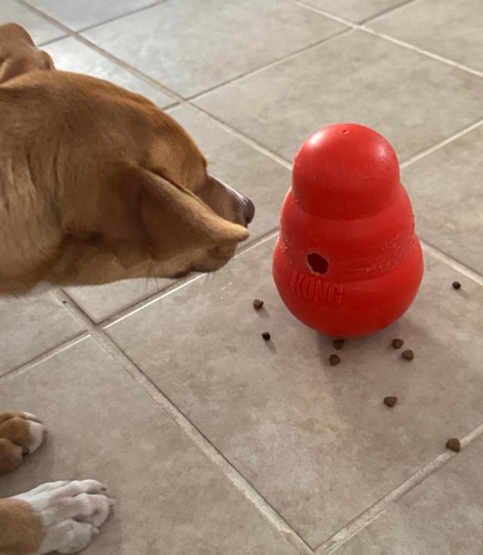 PeanutButter waiting for mom to say "okay"