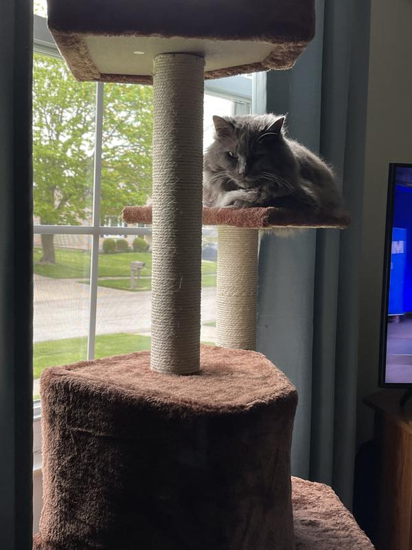 52 inch cat tree 2025