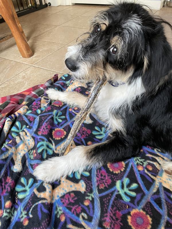 Keelie with her bully stick
