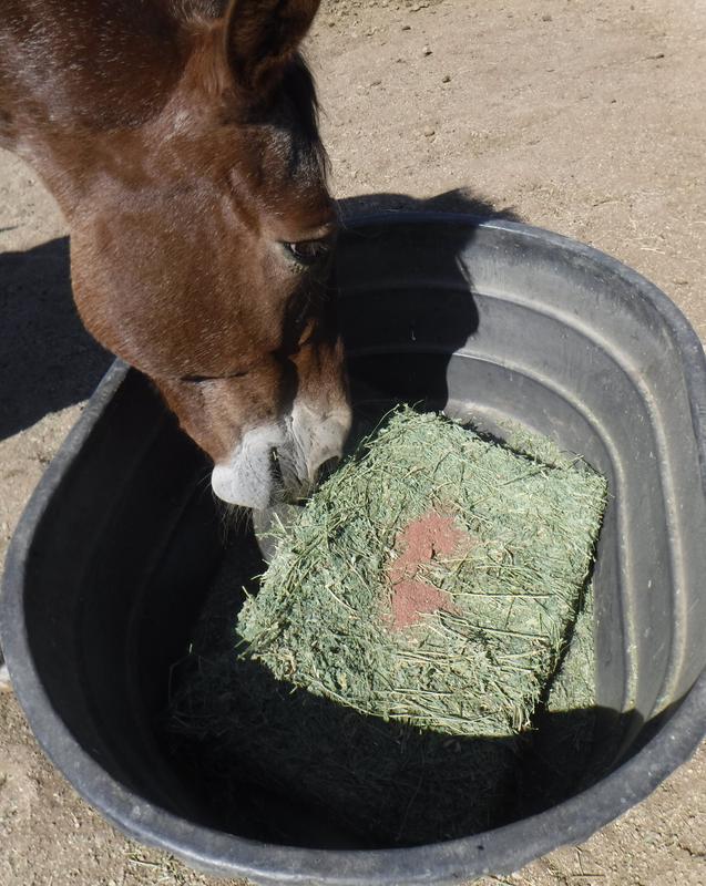 Delta Dawn (mule) checking out Nutrena EquiMin Granules