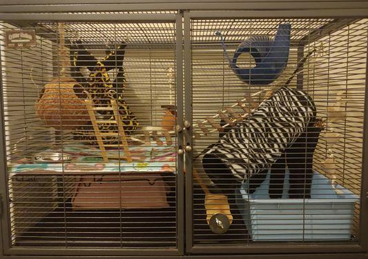 Critter Nation Cage (w/o bedding atm)