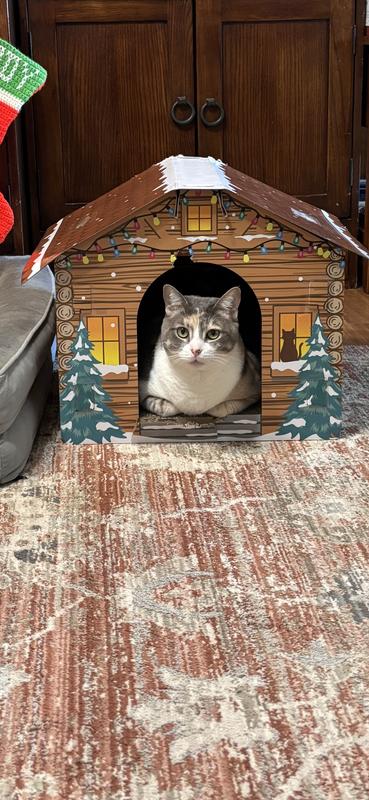 Marigold enjoying the Christmas house