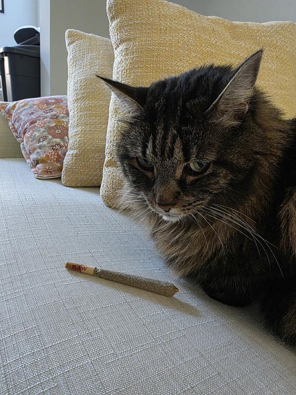 What did you give me?