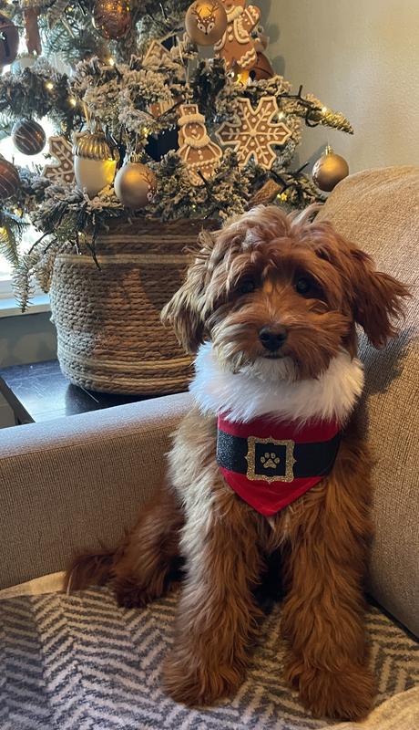 Merry Christmas from Skeeter