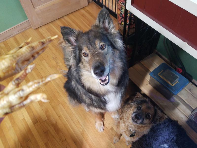 Teddy and Gustav eagerly awaiting their treats.