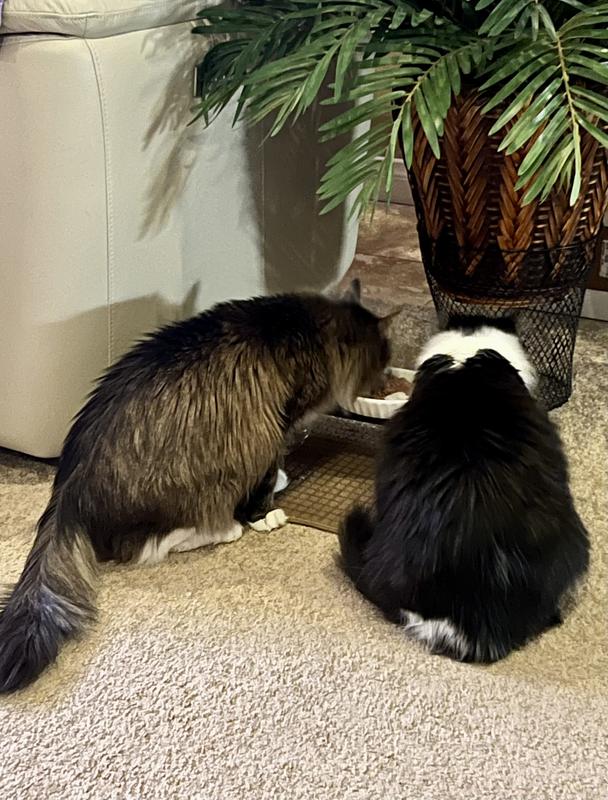 The one and only food they BOTH love