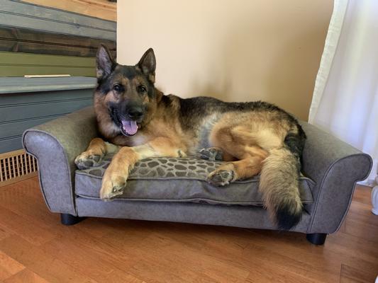 Thor is 70lbs and approves