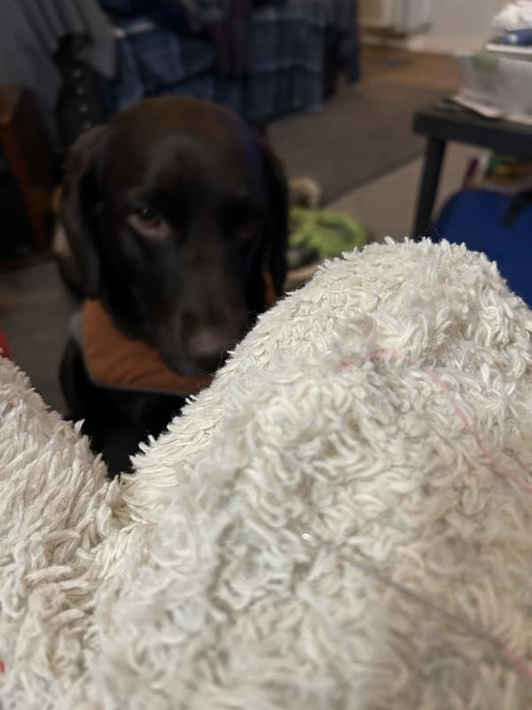 Sadie a doggie full of love and sweetness-rescued her Dec 19-2024