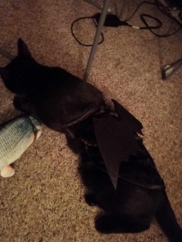 Binx in his costume