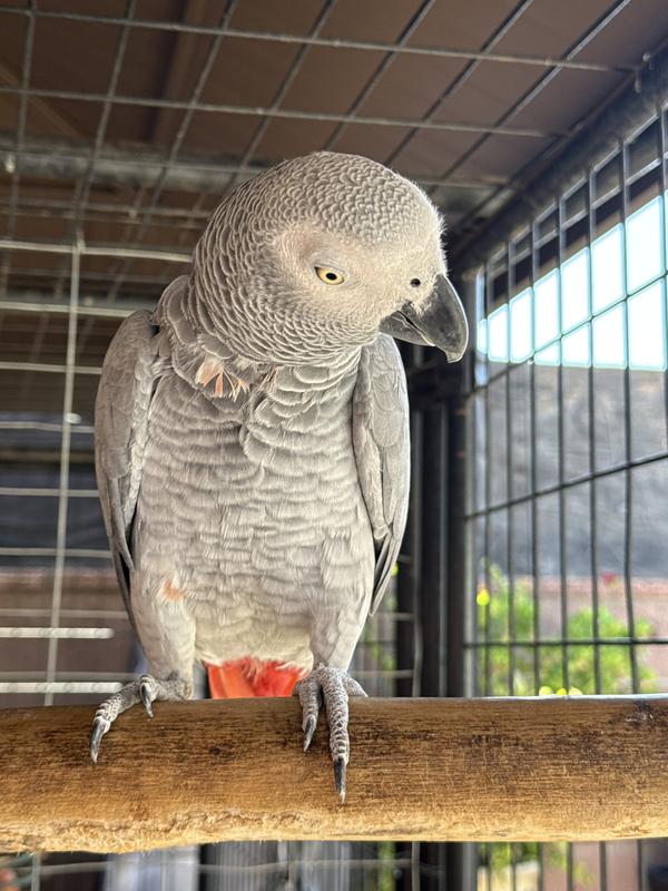 Yes, may I help you?