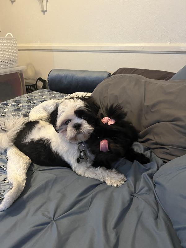 Mojo & Pepper absolutely love their Chewy!