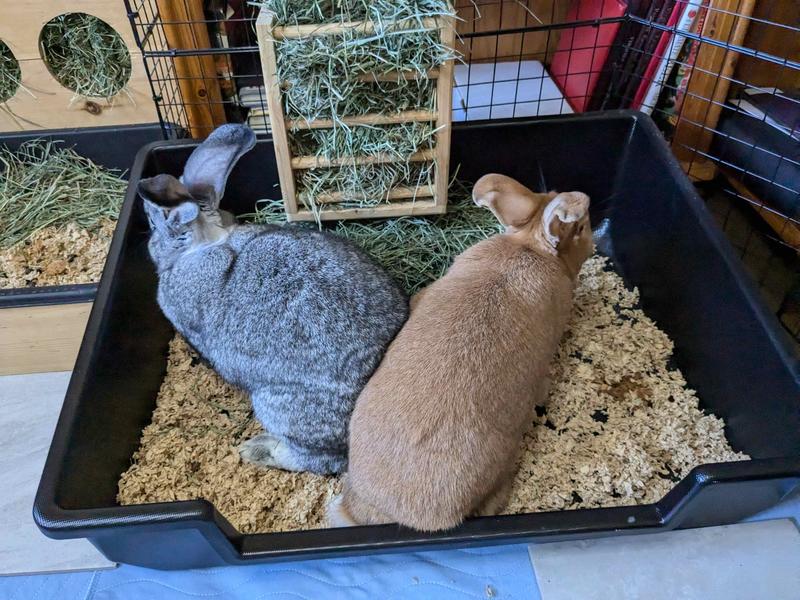 Best Bunny Litter Box The Credenza – BINK Rabbit Goods