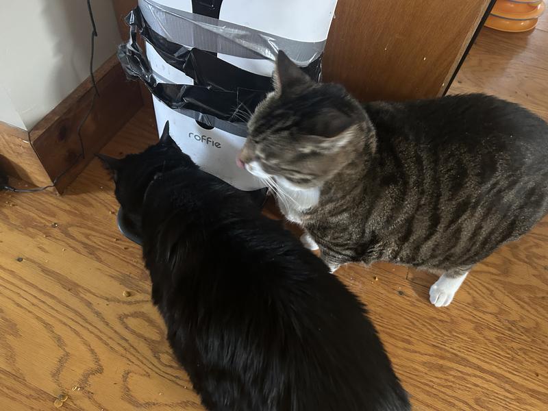 Waiting for their food to dispense!