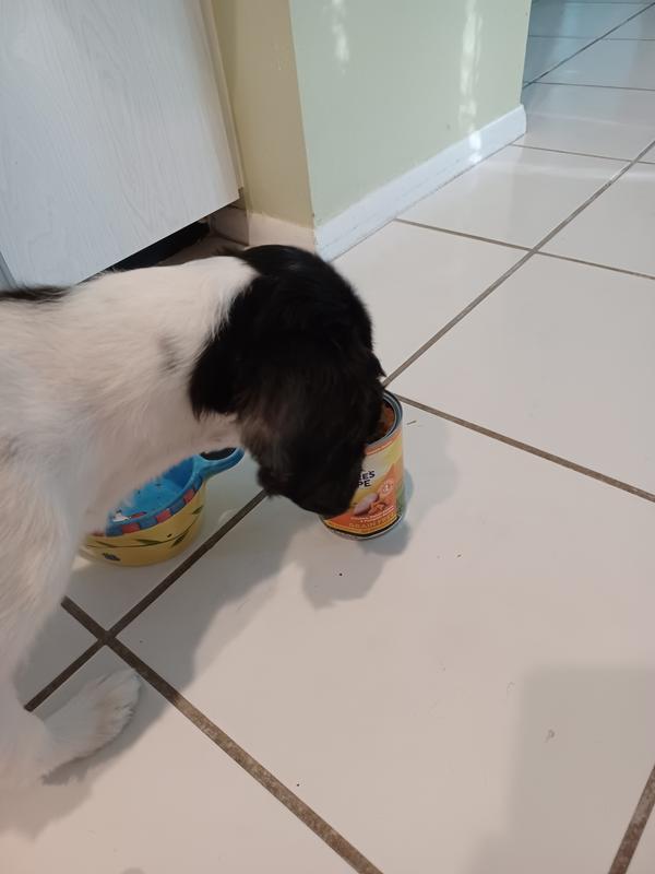 I tried to get a model shot of Abby eating her food and she loves it so much she opted to eat the whole can!! (Don't worry, she didn't!)