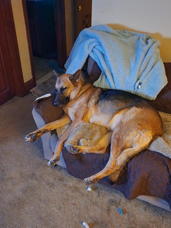 lucy says thanks mom time for a nap