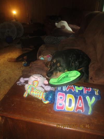 SIERRA WITH HER CHEWY BIRTHDAY PRESENTS JULY 7TH 2021 FOR HER 8TH BIRTHDAY
