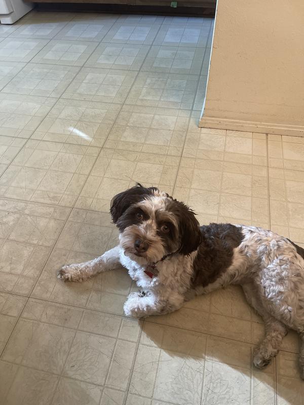 COCO