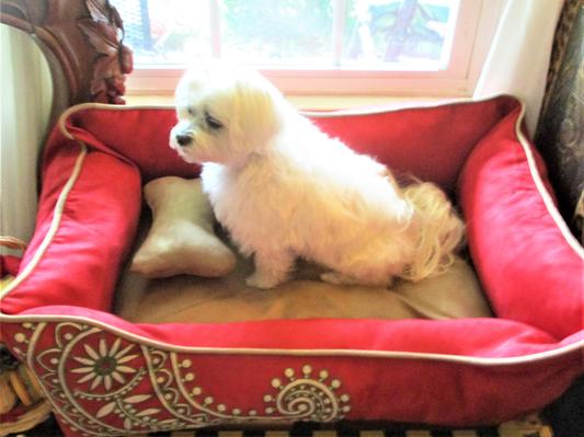 Pretty Princess in a Pretty Bed!