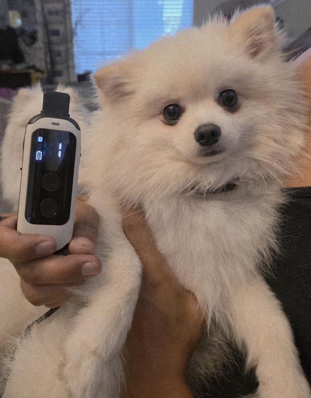 Little man doesn't mind having the collar around his neck