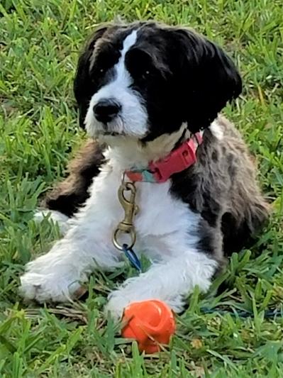 Baby Bella