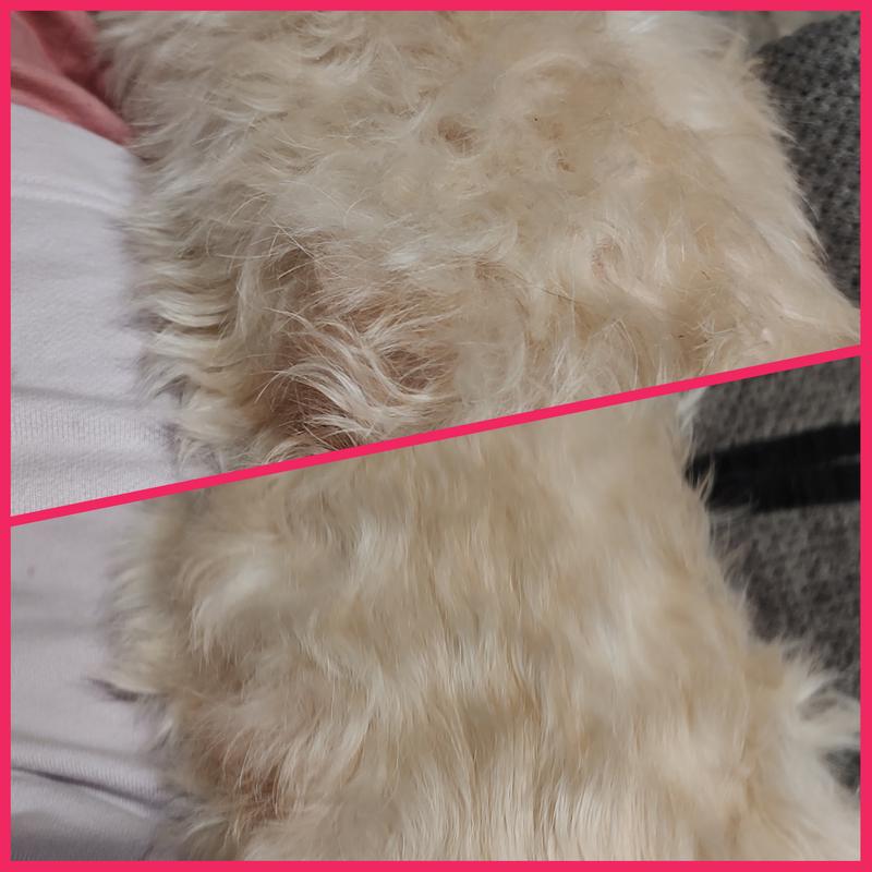 Top ungroomed, bottom after a few light strokes of the brush.