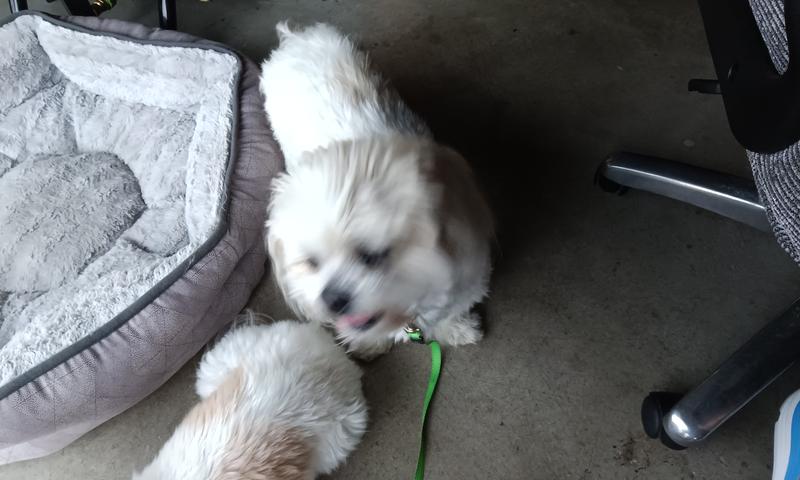 Parker with his little sister Bella (waiting at the Rainbow Bridge as of October 2025), around 10 years ago