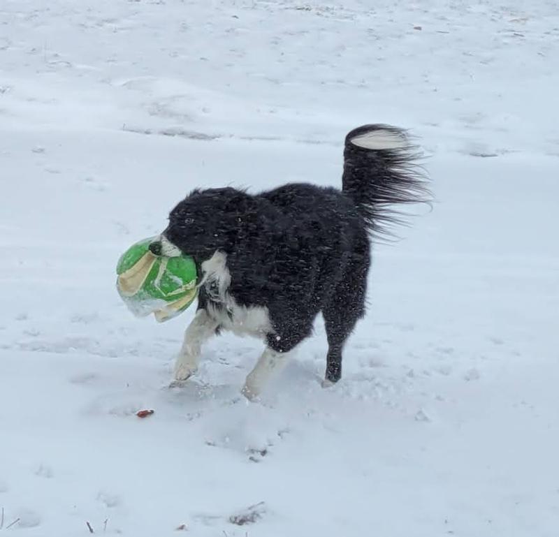 This is the bigger one, but she's just as obsessed!