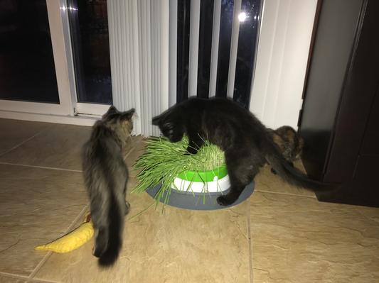 Trouble, Worry, and Poof playing with Catit Design Senses Grass