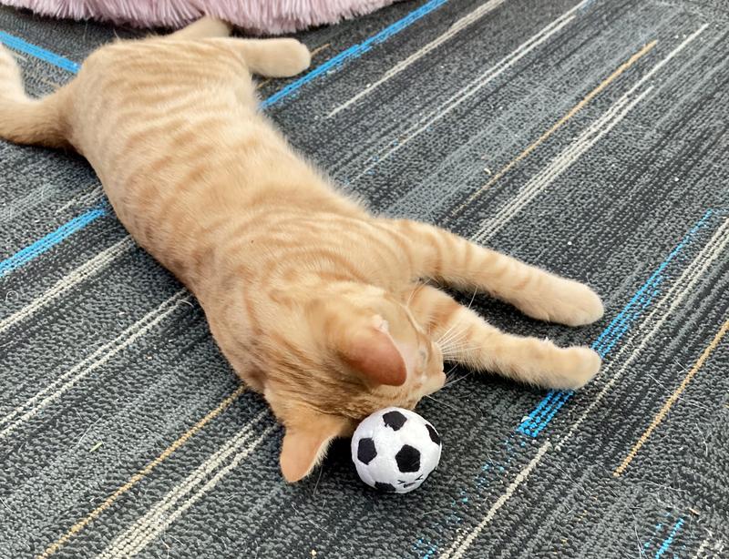 Taz falling asleep.