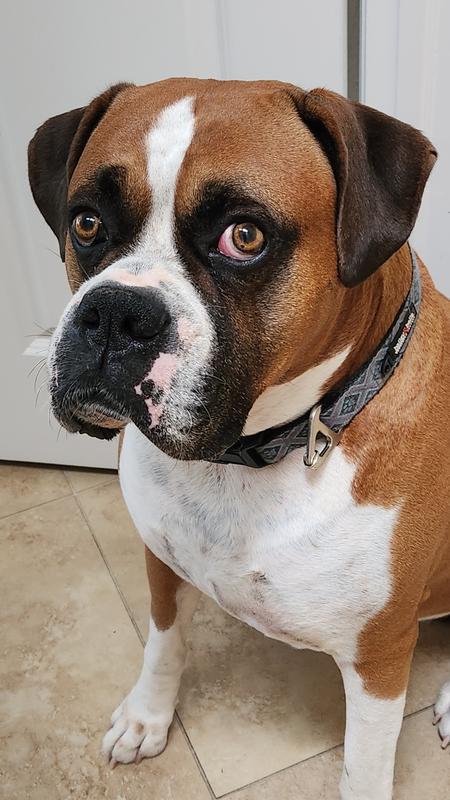 Makes for a happy Boy!