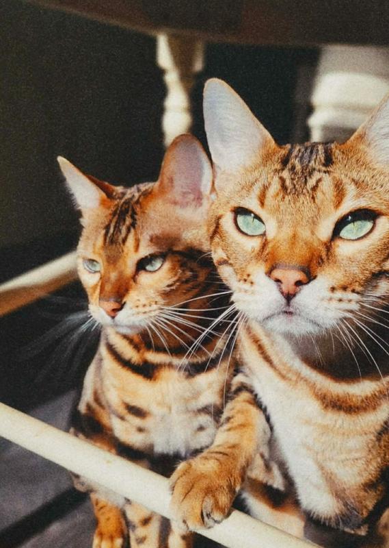 Mopar & Hemi (Co-Heads of Feline Disapproval)