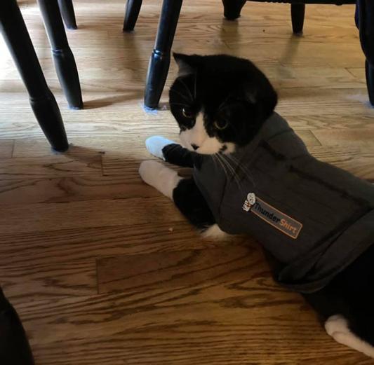 Thundershirt for cats reviews sale