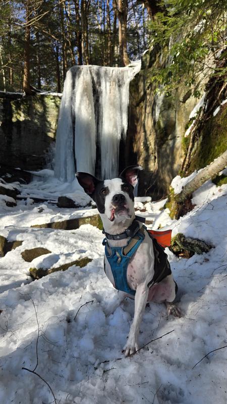 Pawdrick wearing his training collar