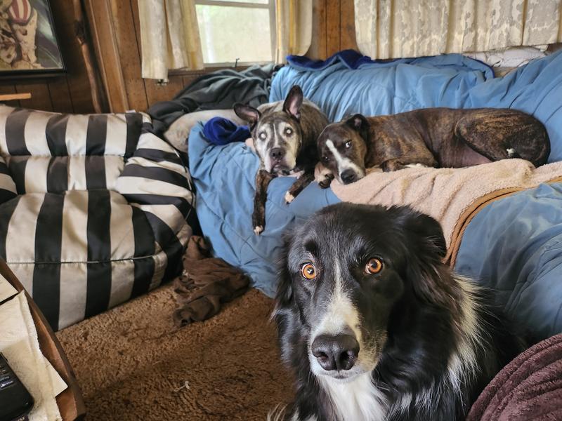 Muttly Crew