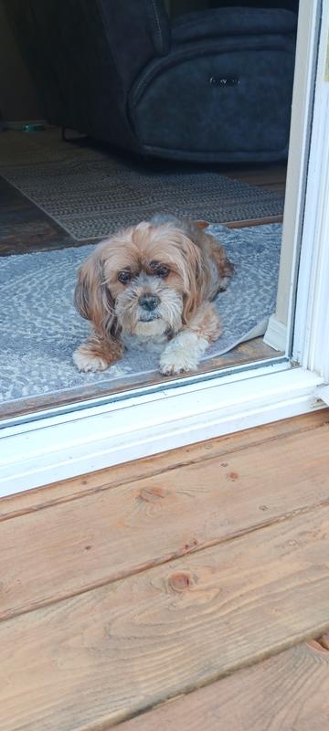 Buckles waiting at the door for his box from Chewy