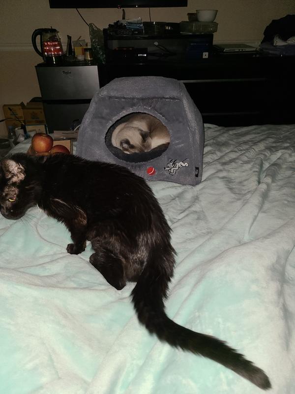 Why does HE get the new bed mom??