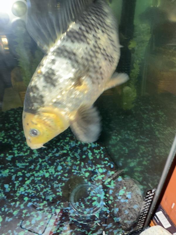 How do you like me now?