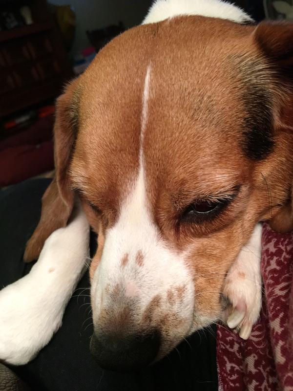 My Sweet Radar