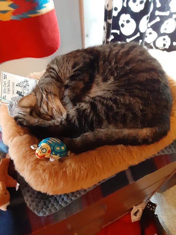 Miss Scarlet, 7 years old. Master of Yoga Poses!