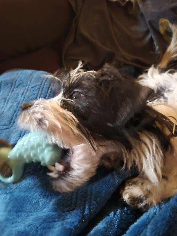 Gup leisurely enjoying her toy