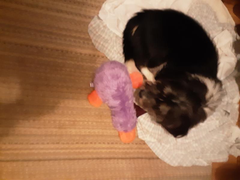 MULTIPET Duckworth ster Squeaky Plush Dog Toy, Color Varies