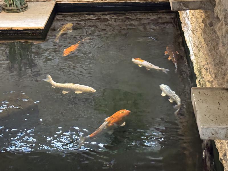 Happy, healthy koi