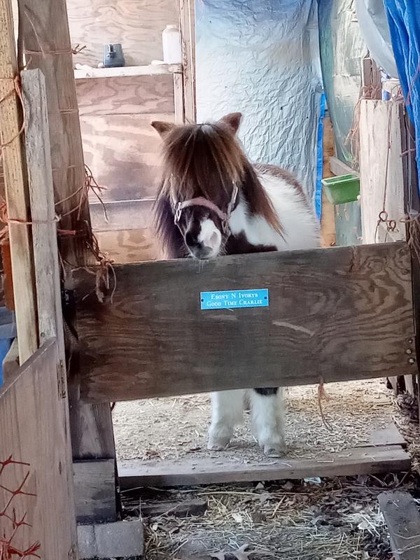 Charlie won't eat it. Lol