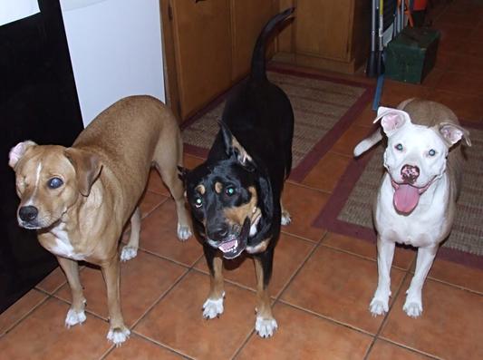 Did We Hear the Food Canister, Mommy?!