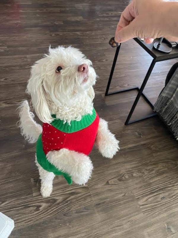 Discontinued FRISCO Penguin Dog Cat Sweater Dress, X-Large