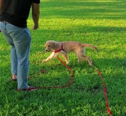 50 foot dog outlet leash