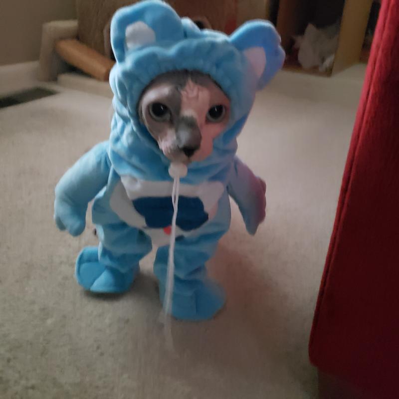 Our cute Grumpybear aka Sinead the Sphynx